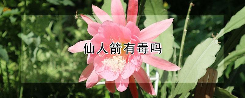 仙人箭有毒吗 仙人箭有毒吗能吃吗