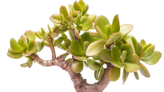 燕子掌与玉树的区别 燕子掌和玉树是一个品种吗