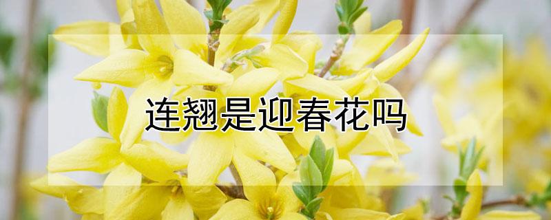 连翘是迎春花吗（连翘和迎春是一种花吗）