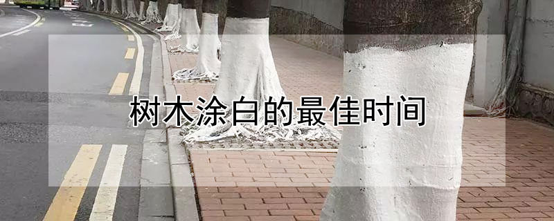 树木涂白的最佳时间（树木涂白的最佳时间是初秋还是初冬）