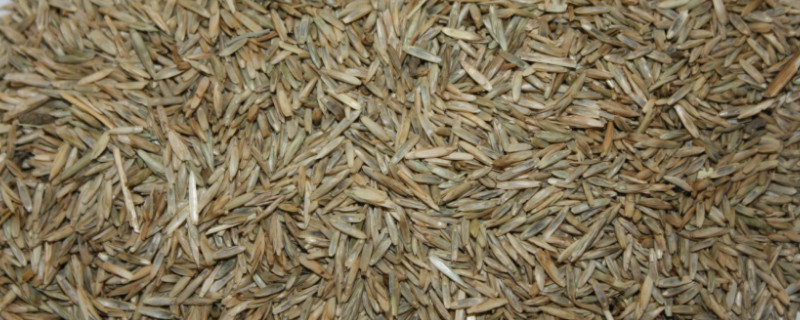 草坪种子什么时候播种（草坪种子什么时候播种比较好）