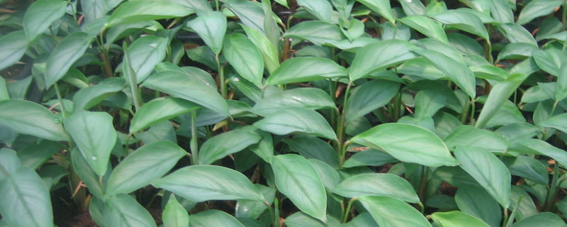 飞羽叶子卷起来怎么办 飞羽叶子卷边怎么回事