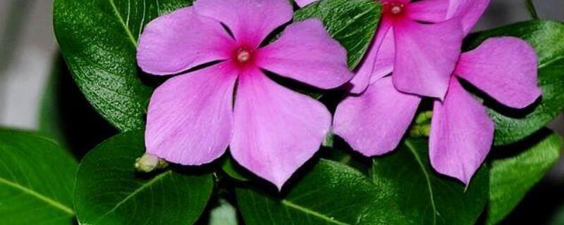 五叶梅为什么老黄叶 五叶梅黄叶怎么回事