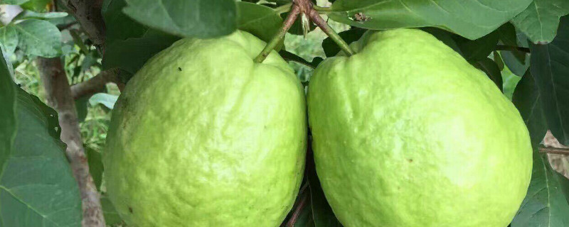 番石榴怎么判断熟了（番石榴怎么判断熟了没）