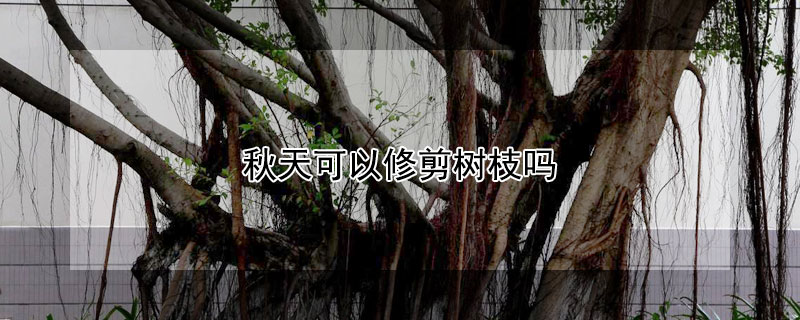 秋天可以修剪树枝吗 秋天可以修剪树枝吗视频