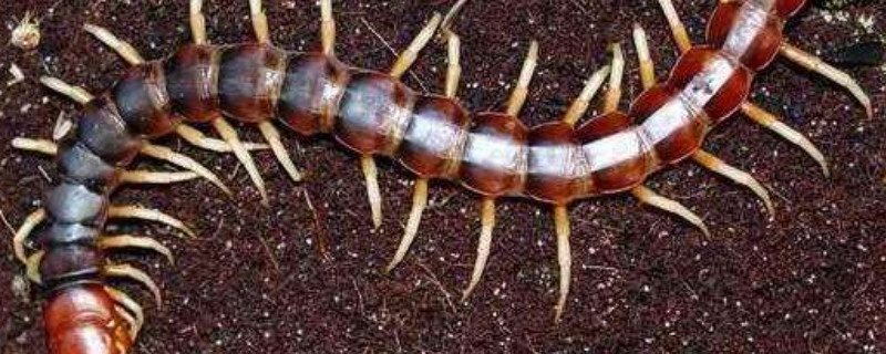 花盆土里有蜈蚣怎么办（花盆土里面有蜈蚣怎么办）
