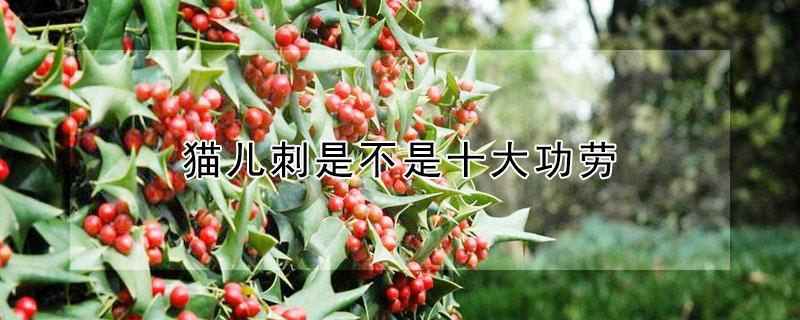 猫儿刺是不是十大功劳（猫儿刺的价值）