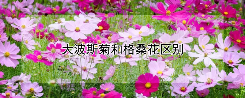 大波斯菊和格桑花区别（大波斯菊和格桑花区别）