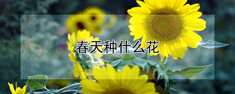 春天种什么花 春天种什么花好