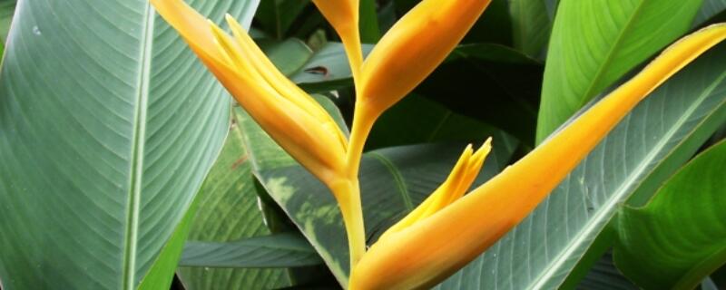 蝎尾蕉有毒吗 蝎尾蕉的功效与作用