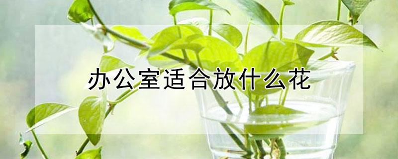 办公室适合放什么花（办公室适合放什么花瓶）