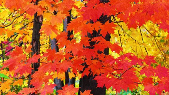 枫叶像什么（枫叶像什么的比喻句）