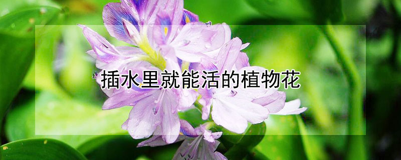 插水里就能活的植物花（插水里就能活的植物花有哪些）