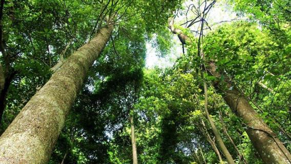 金丝楠木是什么树（金丝楠木是什么树能活多久）