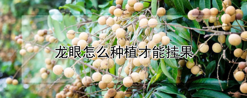 龙眼怎么种植才能挂果 龙眼种植方法和花果管理