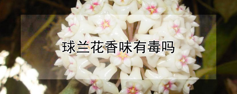 球兰花香味有毒吗（球兰花香味有毒吗能吃吗）