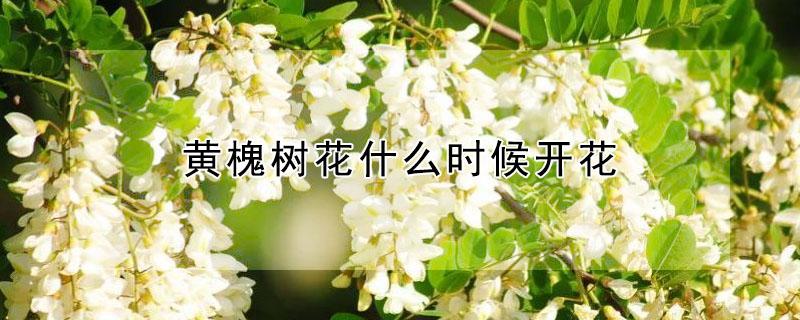 黄槐树花什么时候开花 杨槐树花什么时候开花