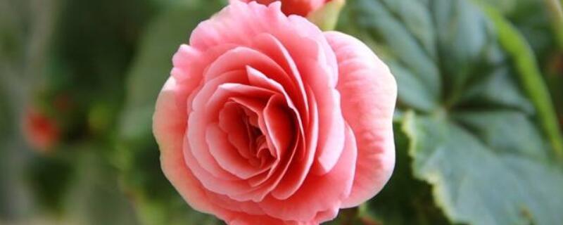 丽格海棠不开花怎么办（丽格海棠不开花咋办）