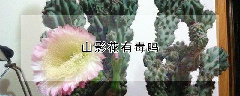 山影花有毒吗（山影拳有毒吗）