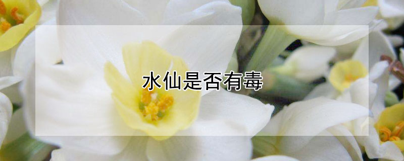 水仙是否有毒（水仙是否有毒性）