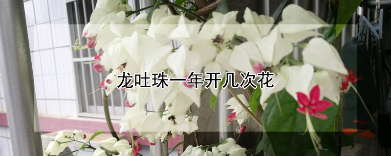 龙吐珠一年开几次花 龙吐珠一年开几次花一次开多久