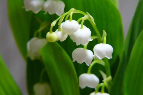 铃兰的种植方法和注意事项