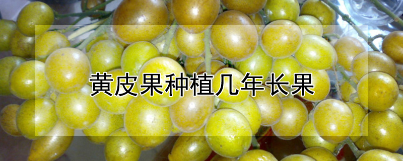 黄皮果种植几年长果 黄皮果种植几年长果实