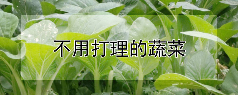 不用打理的蔬菜 不用打理的蔬菜瓜果