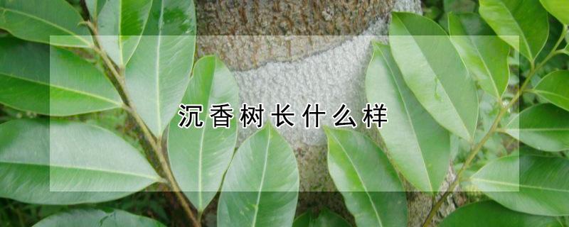 沉香树长什么样（沉香树长什么样子全图）