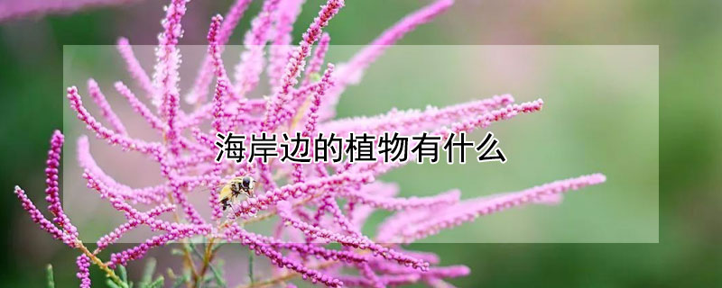 海岸边的植物有什么 海岸边的植物有什么特点是什么
