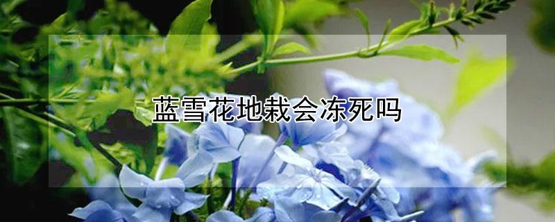 蓝雪花地栽会冻死吗 蓝雪花地栽会冻死吗