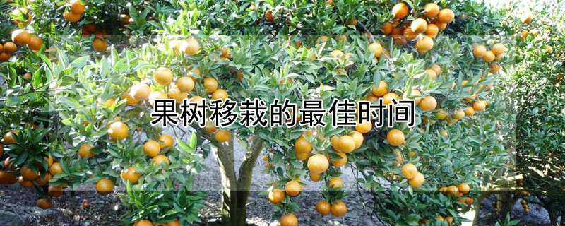 果树移栽的最佳时间（果树移栽的最佳时间、苹果）
