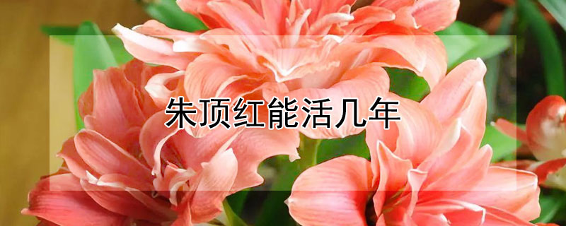 朱顶红能活几年（朱顶红 多年生）