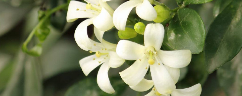 九里香和七里香的区别（九里香和七里香的区别在哪里）