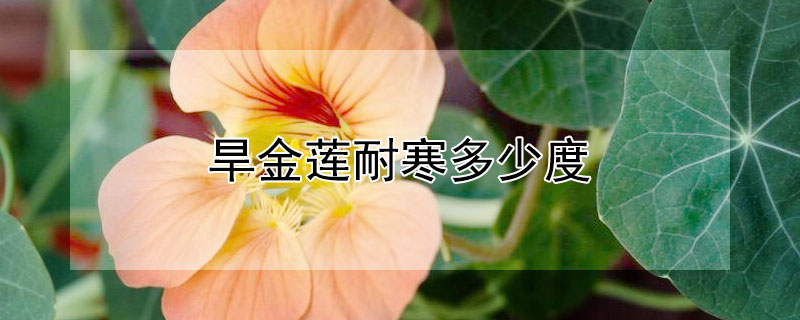 旱金莲耐寒多少度 旱金莲耐低温吗