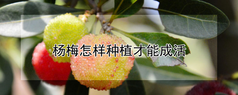 杨梅怎样种植才能成活 杨梅怎样种植才能成活快