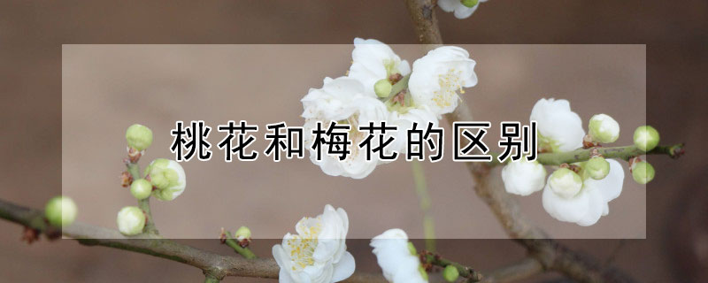 桃花和梅花的区别（桃花和梅花的区别是什么）