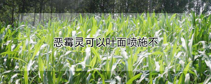 恶霉灵可以叶面喷施不（恶霉灵喷洒叶面可以治根腐吗?）