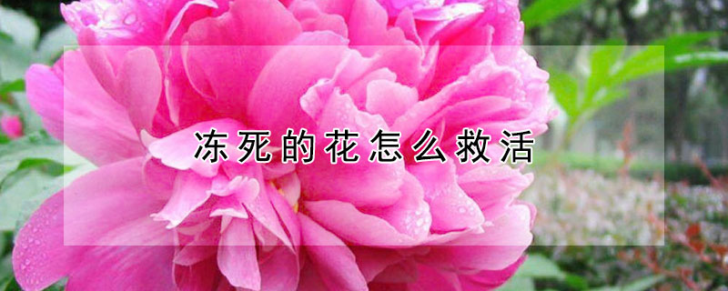 冻死的花怎么救活（被冻死的花还能活吗）