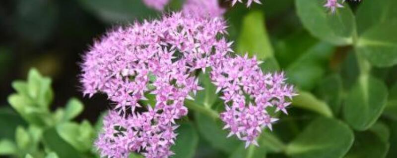 景天花怎么水养（水养栽培的花）