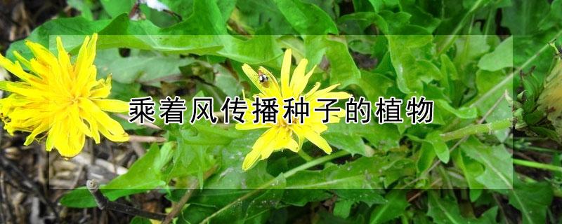 乘着风传播种子的植物 乘着风传播种子的植物怎么写