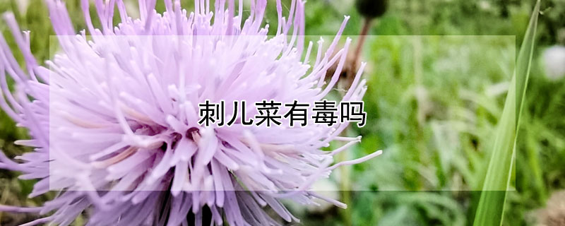 刺儿菜有毒吗（刺儿菜吃多了有害处吗）