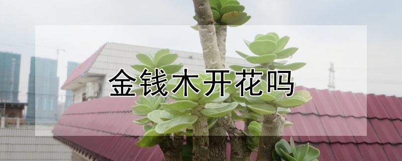 金钱木开花吗（金钱木开花开多久）