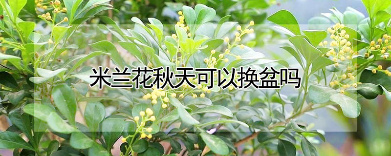 米兰花秋天可以换盆吗（米兰花秋天可以换盆吗视频）