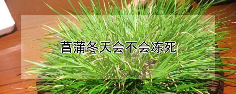 菖蒲冬天会不会冻死（菖蒲冬天会不会冻死掉）