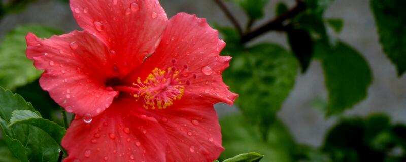 桑叶牡丹花苞怎么老掉（桑叶牡丹掉花苞怎么办）