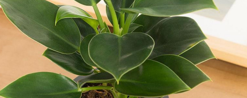 大叶金钻有毒吗 大叶金钻有毒为何还都养呢