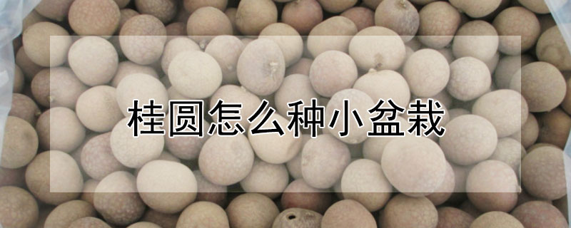 桂圆怎么种小盆栽 桂圆怎么种小盆栽好