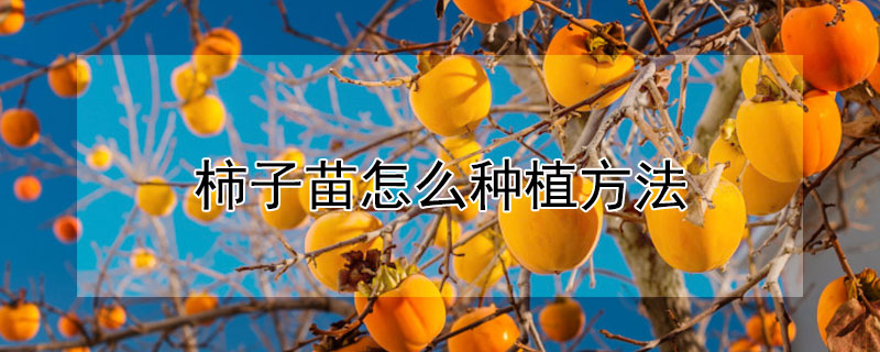 柿子苗怎么种植方法（柿子苗怎么种植方法视频）