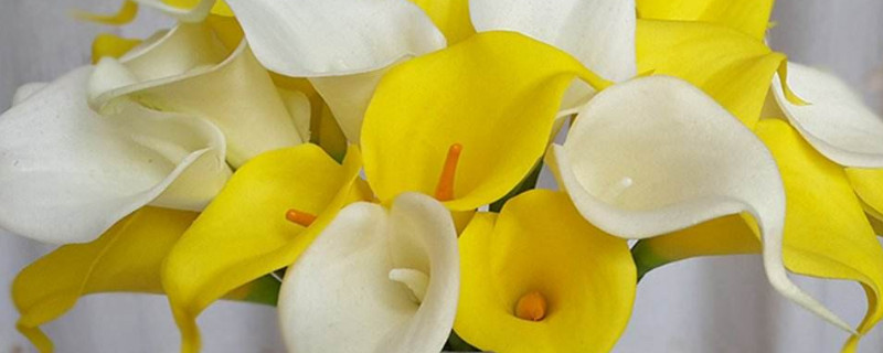 海芋花和马蹄莲的区别 海芋和马蹄莲是一种花吗